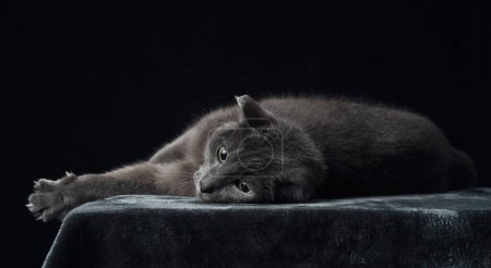 A grey cat with piercing yellow eyes reclines on a dark surface, blending into the shadowy studio setting. This captivating image highlights the cats contemplative gaze and sleek fur texture
