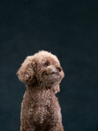 Hundeporträt mit edlem Blick, Studioaufnahme mit Charakter. Ein aufmerksamer Pudel sitzt anmutig und blickt mit edler Luft vor gedämpfter Studiokulisse in die Ferne