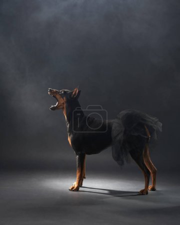 A powerful standard pinscher dog stands in profile, projecting a commanding presence against a dark backdrop