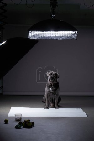 Un Cane Corso italien en pleine forme est assis au centre de la scène sous l'éclairage du studio, attendant son signal dans un cadre de séance photo