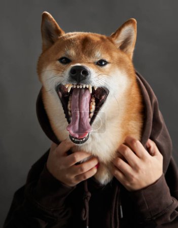 Gähnendes Shiba Inu im Kapuzenpulli, gefangen mitten im Gähnen. Das Bild zeigt einen Hund in lässiger Kleidung, der ein breites Gähnen mit menschlicher Note ausdrückt.