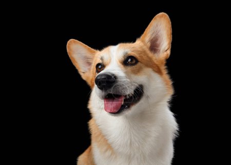 A cheerful Pembroke Welsh Corgi dog with a bright expression against a black background. The dogs lively eyes and open mouth suggest a playful and friendly disposition