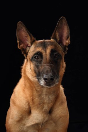 Belgian Malinois portrait against a black background. This image showcases the alertness and keen gaze of the breed, with detailed attention to its facial features and coat texture