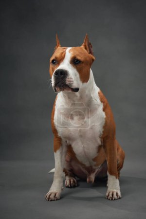 American Staffordshire Terrier in a poised studio portrait. This image highlights the dog noble stance and distinct coat with a sharp, intense gaze, set against a grey backdrop.