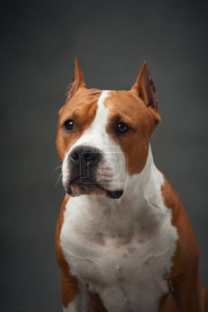 Retrato de un perro Staffordshire Terrier americano, enfocado y digno. El primer plano captura su mirada atenta y su construcción muscular, mostrando fuerza y alerta en un entorno de estudio