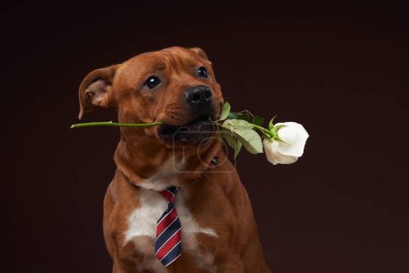 A charming Staffordshire Bull Terrier holds a white rose in its mouth, wearing a striped necktie in a studio setting