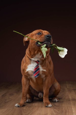 Un charmant Staffordshire Bull Terrier tient une rose blanche dans sa bouche, portant une cravate rayée dans un décor de studio