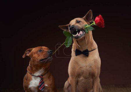 Un Ridgeback thaïlandais et un chien Staffordshire Bull Terrier attachés tiennent des roses dans leur bouche, respirant élégance et ludique. 