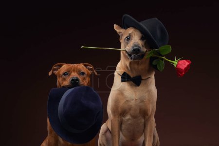 Ein thailändischer Ridgeback und ein Staffordshire Bull Terrier spielen in einer inszenierten Szene, wobei der Ridgeback einen klassischen schwarzen Hut trägt und sanft eine rote Rose in der Hand hält.