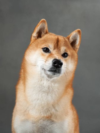 Attentive Shiba Inu with a keen gaze, studio capture. This dog sharp look and poised demeanor shine in a controlled studio environment