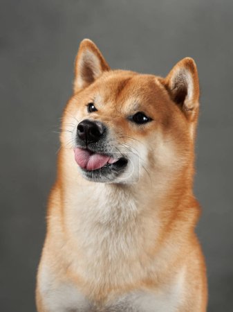 Shiba Inu souriant, décor studio. Un sourire ludique de chien est capturé avec charme, avec une inclinaison subtile de la tête dans un contexte de studio