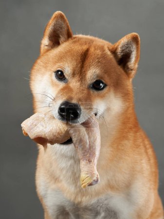 Shiba Inu genießt einen Leckerbissen, Studioaufnahmen. Ein fokussierter Hund hält einen Knochen, zufriedene Augen vor grauem Hintergrund
