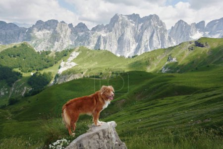 Nova Scotia Duck Tolling Retriever on a mountain hike. The adventurous dog stands atop a rocky summit, gazing into the distance with majestic peaks behind