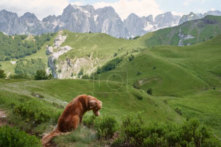 Nova Scotia Duck Tolling Retriever on a mountain hike. The adventurous dog stands atop a rocky summit, gazing into the distance with majestic peaks behind
