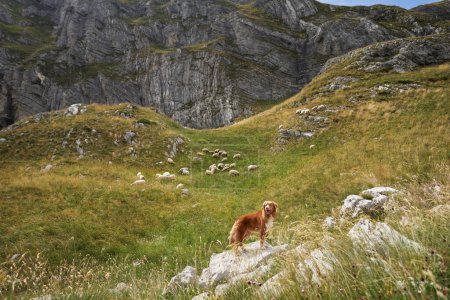 Nova Scotia Duck Tolling Retriever oversees a flock in the mountains. Poised on a rock, the dog watches over sheep among the crags