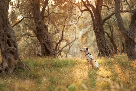 Un chien dalmate est assis au milieu des oliviers noueux, ses taches distinctives un contraste saisissant avec la lumière chaude et tamisée de la plantation
