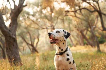 Ein dalmatinischer Hund blickt aufmerksam in einen friedlichen Olivenhain, sein geflecktes Fell kontrastiert mit den erdigen Tönen der Landschaft