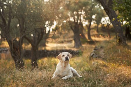 Un sereno perro Labrador Retriever descansa en un olivar bañado por el sol. Mascota en la naturaleza