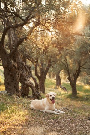 Un chien serein du Labrador Retriever repose dans une oliveraie ensoleillée. Animaux de compagnie dans la nature