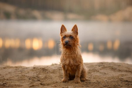 An attentive Australian Terrier dog sits on a sandy river shore, its gaze fixed in the distance under a hazy sky