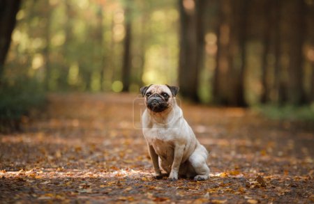 Ein Mops-Hund sitzt auf einem Waldweg, der mit fallendem Laub bedeckt ist, sein liebenswertes Gesicht richtet sich mit einem Blick sanfter Neugier in die Kamera.. 