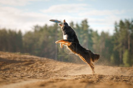 Ein Border Collie Hund springt mit Anmut, um eine fliegende Scheibe zu fangen, einen Sandstoß unter seinen Pfoten.