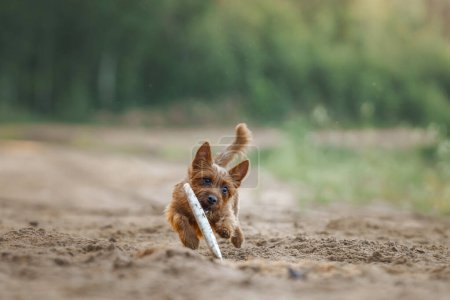 Ein Australian Terrier Hund verfolgt ein Spielzeug, das Entschlossenheit und Athletik auf einem sandigen Pfad zeigt. Dieses Bild fängt den intensiven Fokus der Terrier und den actiongeladenen Nervenkitzel des Spiels ein