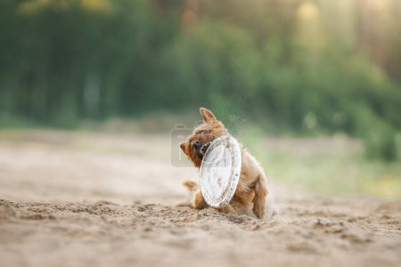 An Australian Terrier dog intently chases a toy showcasing determination and athleticism on a sandy path. This image captures the terriers intense focus and the action-packed thrill of the gam