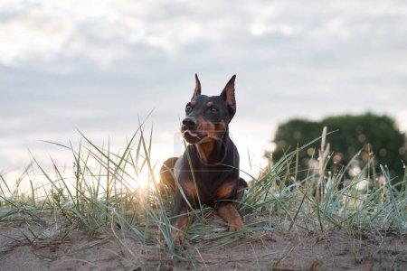 A poised standard Pinscher dog reclines on a sandy dune, gazing into the distance as the setting sun bathes the scene in a soft glow