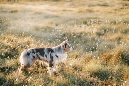 Téléchargez les photos : Un chien Border Collie se tient dans une prairie de rêve à l'aube, la lumière dorée projetant une lueur sereine sur les pissenlits rosée - en image libre de droit