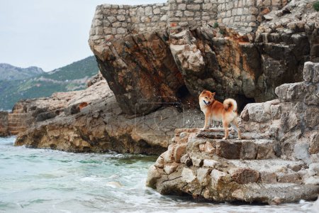 Ein Shiba Inu steht stolz auf felsigen Stufen am Meer und erkundet das zerklüftete Küstengelände. Haustier in der Natur