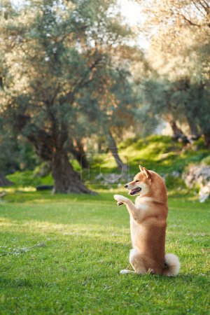 A Shiba Inu dog sits up on its hind legs in a lush green meadow, playfully raising its paws as if in mid-performance