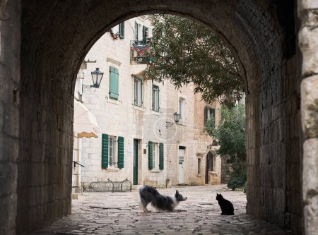 A Border Collie and a cat face off in a historic alley viewed through an ancient stone archway. This image beautifully captures a moment of interaction between two animals