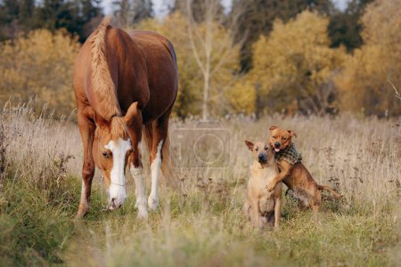 Eine herbstliche Landschaft breitet sich aus, als ein Pferd neben zwei sich umarmenden Hunden grast, einem Staffordshire Bull Terrier und einem Thai Ridgeback.