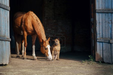 In a sunlit stable doorway, a chestnut horse with a white blaze interacts with a seated Thai Ridgeback, while a chain gently hangs from its halter.