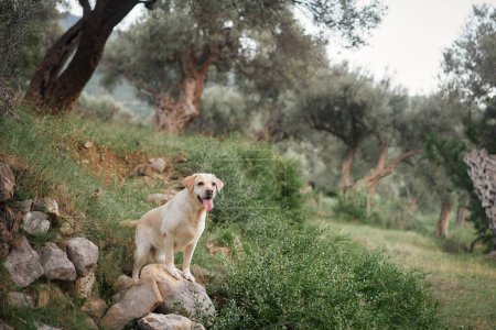 Labrador Retriever dog surveille le bosquet à partir d'un affleurement pierreux, prêt et observateur. Animaux de compagnie en extérieur 