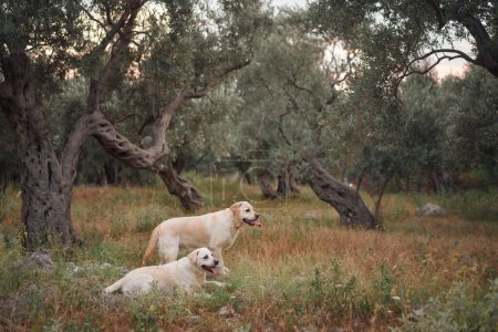 Deux chiens Labrador Retrievers profitent d'un sentier de montagne accidenté, compagnons d'aventure.