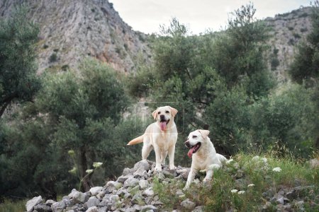 Dos perros Labrador Retrievers disfrutan de un sendero escarpado de montaña, compañeros en aventura.