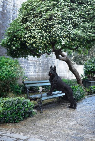 Un chien Schnauzer noir animé se tient debout avec les pattes avant sur un banc, sous un arbre à fleurs dans une cour historique.