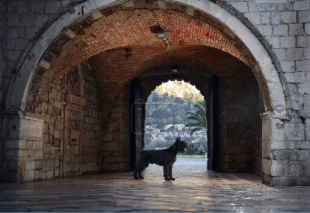A black Schnauzer stands guard at the entrance of a vaulted stone archway, a sentinel in a historical setting. The arch frames a picturesque view, with the Schnauzer as the focal point