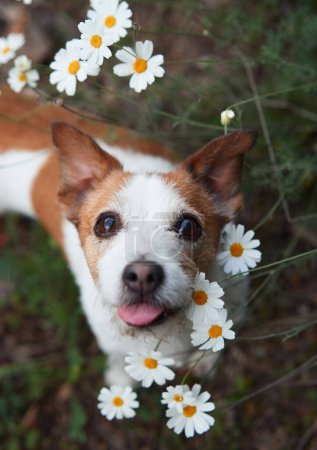 Großaufnahme eines Jack Russell Terriers, der inmitten eines Feldes aus weißen Gänseblümchen lächelt. Dieses charmante Porträt fängt die Lebensfreude des Hundes ein