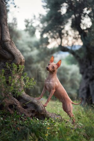 American Hairless Terrier est attentif, les oreilles perchées dans un oliveraie. Le chien à la peau lisse pose avec une grâce ludique parmi les arbres tordus