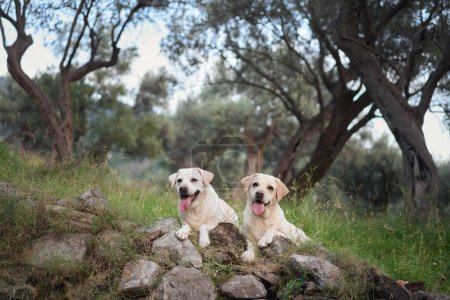 Deux chiens Labrador Retrievers profitent d'un sentier de montagne accidenté, compagnons d'aventure.