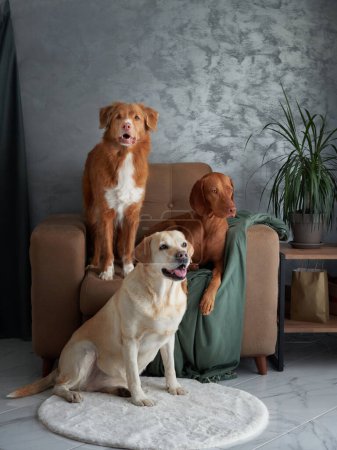 Un amistoso montaje de cuatro perros, una armoniosa mezcla en casa. Un Labrador, Vizsla, Nova Scotia Duck Tolling Retriever y Jack Russell Terrier se unen en una elegante sala de estar