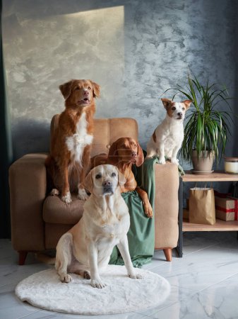 Ein Quartett von Hunden posiert, ein buntes Hundetreffen. Ein Labrador, Vizsla, Jack Russell und ein Nova Scotia Duck Tolling Retriever posieren gemeinsam und demonstrieren die Einheit in einem modernen Lebensraum