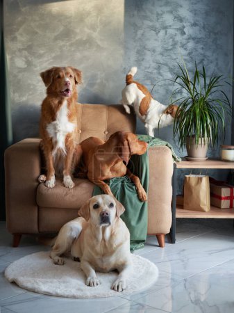 Ein Quartett von Hunden posiert, ein buntes Hundetreffen. Ein Labrador, Vizsla, Jack Russell und ein Nova Scotia Duck Tolling Retriever posieren gemeinsam und demonstrieren die Einheit in einem modernen Lebensraum