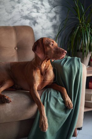 A Hungarian Vizsla dog lounges on a couch, partially draped by a green blanket, exuding a sense of calm sophistication in a modern home setting.