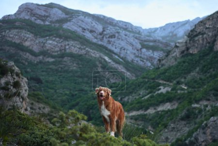 A Nova Scotia Duck Tolling Retriever dog stands majestically on a rocky ridge, surrounded by the lush greenery of a deep mountain valley