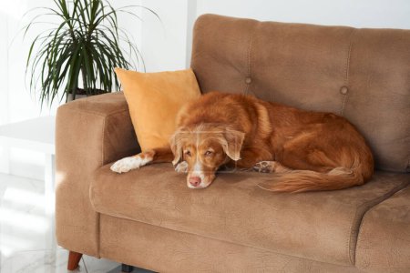 Salons pour chiens Nova Scotia Duck Tolling Retriever confortablement installés sur un coussin de canapé, incarnant la tranquillité d'un environnement familial bien aimé