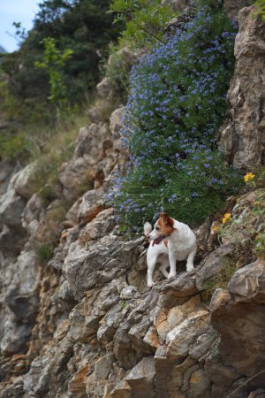 A Jack Russell Terrier perches on a rocky outcrop beside a cascade of blue wildflowers, with the rugged texture of the mountain providing a striking contrast